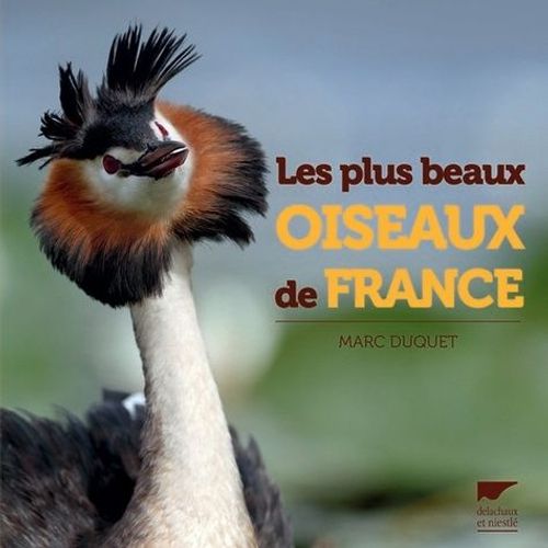 Les Plus Beaux Oiseaux De France