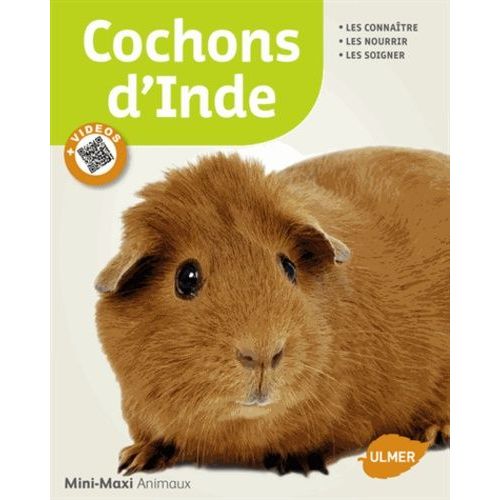 Cochons D'inde