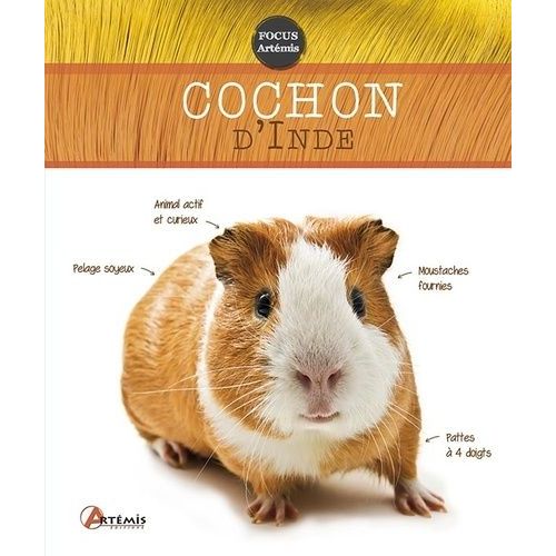 Cochon D'inde