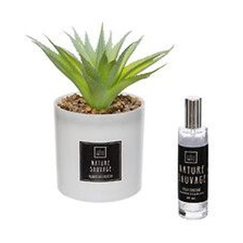 Coffret Senteur Cactus Plante décorative et son spray de parfum