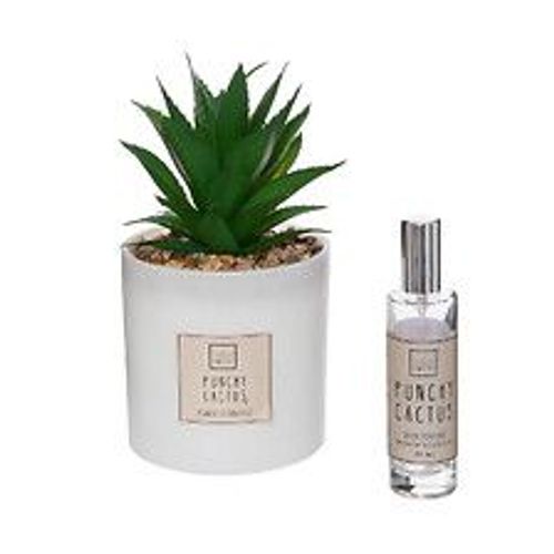 Coffret Senteur Cactus Plante décorative et son spray de parfum