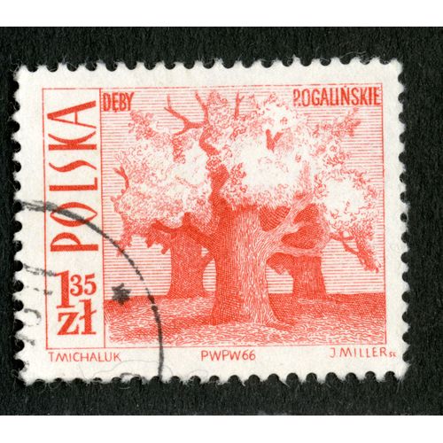 Timbre Oblitéré Polska, Deby Rogalinskie, 1.35 Zl, 1966, Michaluk, Miller