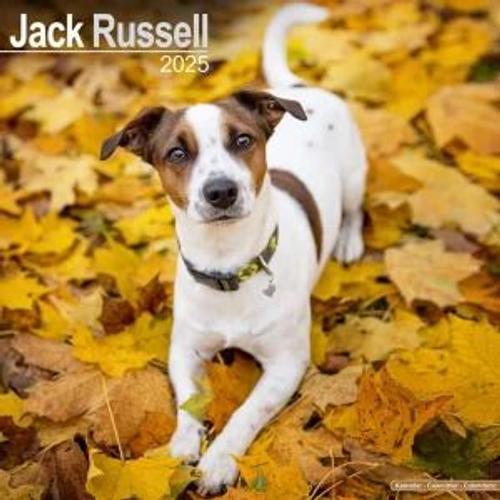 Calendrier 2025 - Jack Russell Terrier