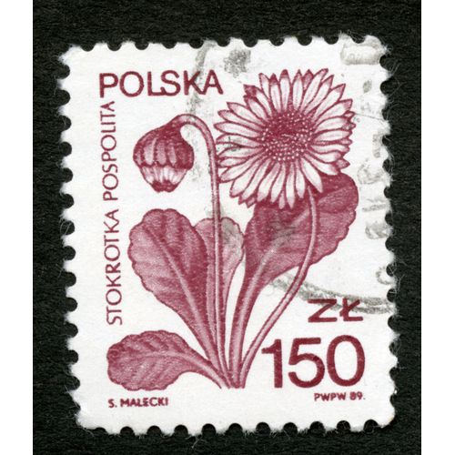 Timbre Oblitéré Polska , Stokrotka Pospolita, 1989, 150 Zl, Malecki