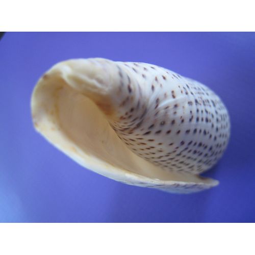 Coquillage Conus Leopardus - Cône Léopard - Océan Pacifique