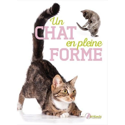 Un Chat En Pleine Forme