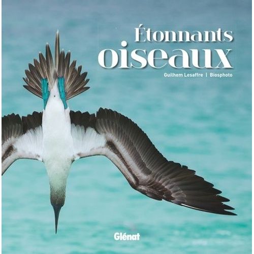 Etonnants Oiseaux