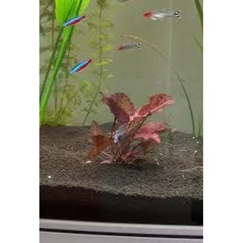 Plante Aquarium Aquatique Nymphea Lotus Zenkery Red Bulbe + Pousse De 4 Cm De Hauteur , Plante Tres Facile Te Robuste , Deviens Plutot Grande Et Volumineuse Nenuphar