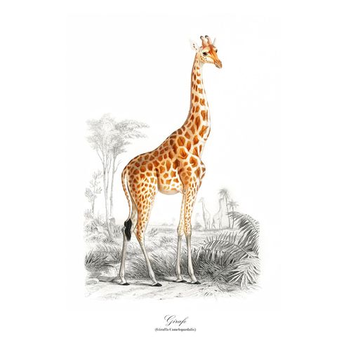 Affiche girafe A4 sur papier d'art imprimée à Paris