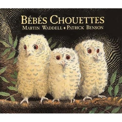 Bébés Chouettes