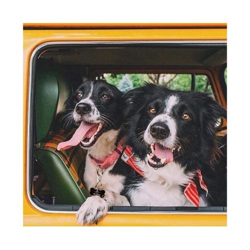 Lot De 2 Clips Pour Médailles D'identification Pour Chien, Clip Rapide En Acier Inoxydable 304 Avec Anneaux/Support D'identification Pour Chien Et Chat À Changement Facile