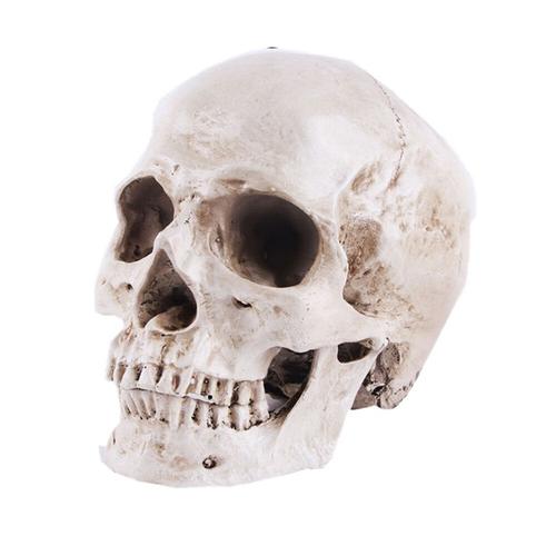 Modèle de crâne anatomique - Crâne humain en résine réaliste - Vie