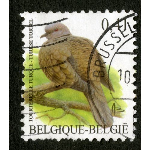 Timbre Oblitéré Belgique, Belgie, Tourterelle Turque, 0.41