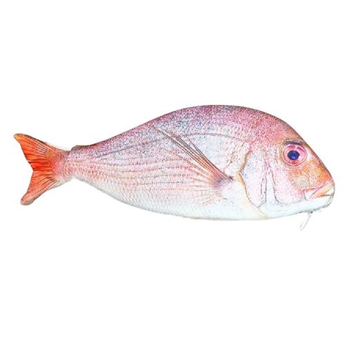 Trousse À Crayons En Forme De Poisson,Étui Et Créatif Pour L'école