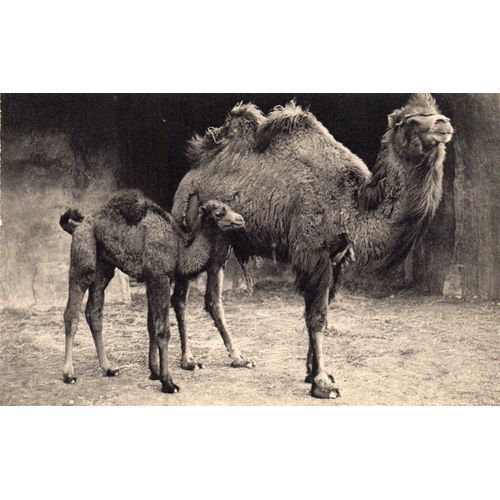 Cpa Debut Xx Eme Siecle N° 302 - Museum National D'histoire Naturelle - Parc Zoologique Du Bois De Vincennes - Paris- Chameau De La Bactriane Et Son Petit