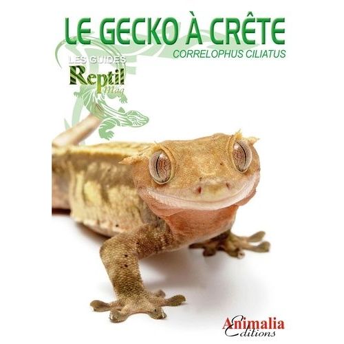 Le Gecko À Crête - Correlophus Ciliatus