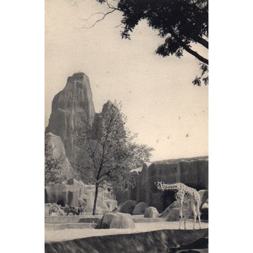 Cpa Xx Eme Siecle - N° 117 - Museum National D'histoire Naturelle - Parc Zoologique Du Bois De Vincennes Paris - Le Parc Des Girafes - A L'arriere - Plan Le Grand Rocher