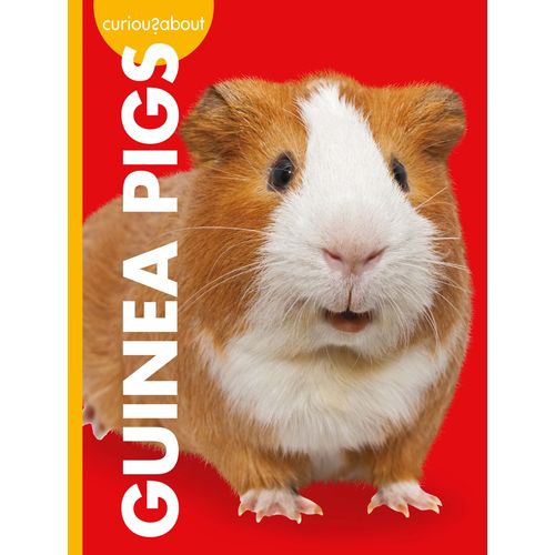 Curious About Guinea Pigs