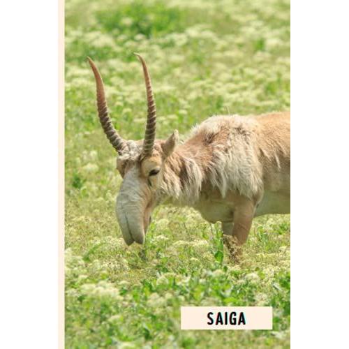 Saiga: Composition Notebook For Saiga Lovers , Saiga Lined Journal ,6x9 Inches , 110 Pages ,Saiga Diary