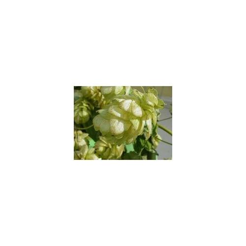 Tisane Houblon Cône 1 Kilo Humulus Lupulus