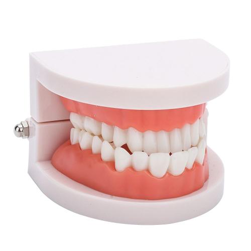 Modèle de dent, Modèle dentaire, outil de démonstration d'étude dentaire  standard modèle de prothèse dentaire brossage dents mode gencive modèle de