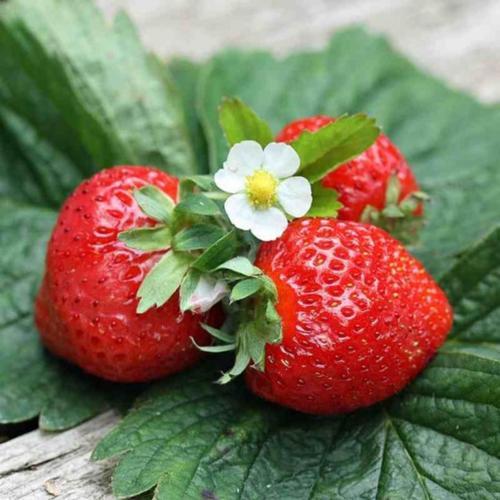 100 Graines De Fraise Charlotte De Min Jardin 