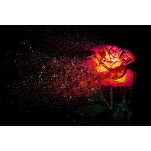 Tableau sur toile rose illuminée 65x97 cm