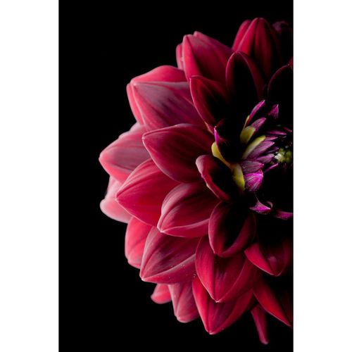 Tableau sur toile dahlia 65x97 cm