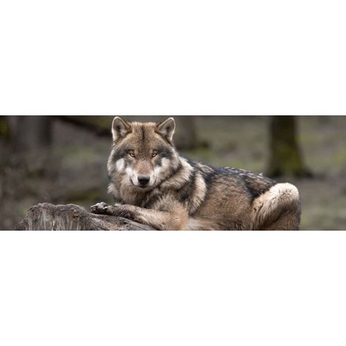 Tableau sur toile loup gris 30x97 cm