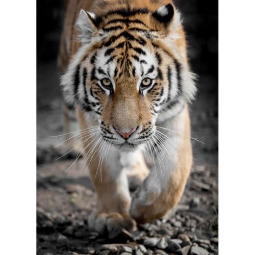 Tableau sur toile tigre 100x140 cm