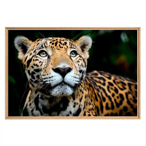 Tableau mural mat encadré leopard 65x97 cm