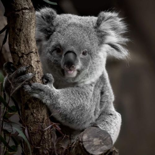 Tableau sur toile koala 65x65 cm