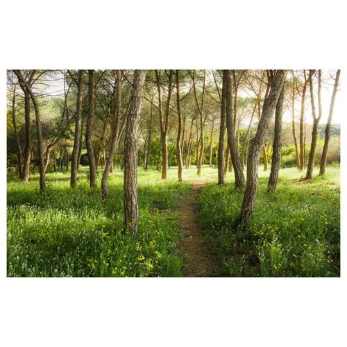 Komar Papier peint photo Blutenzauberwald 450x280 cm