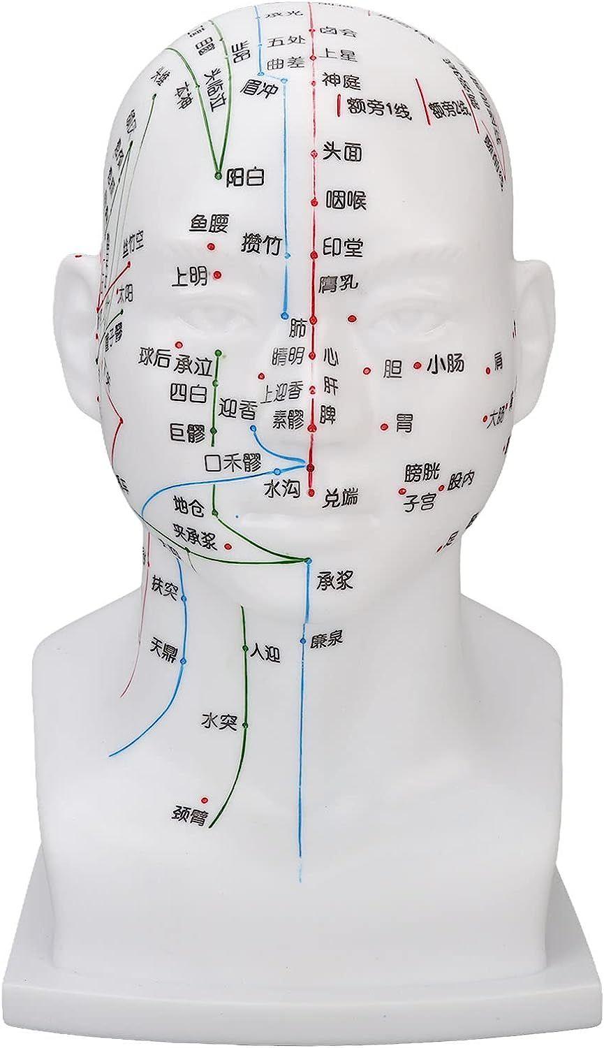Drfeify modèle d'acupuncture Outil d'enseignement professionnel unisexe en  PVC, Point d'acupuncture, modèle de corps beaute manuel