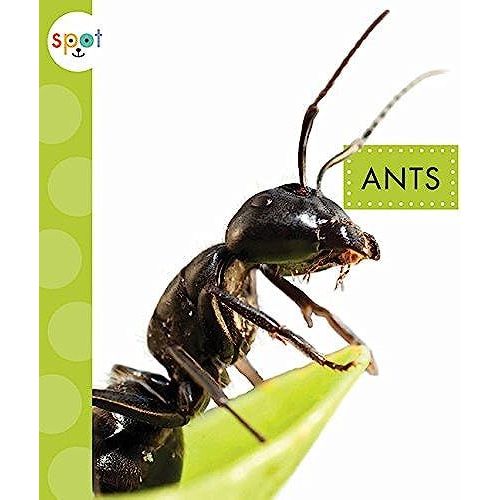 Ants