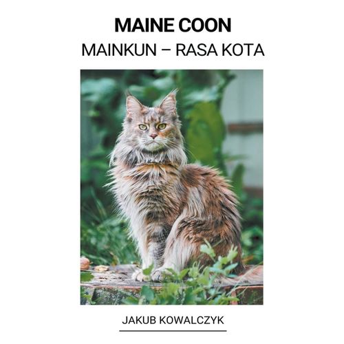 Maine Coon (Mainkun - Rasa Kota)