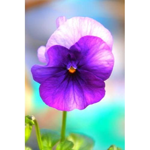 Inspire Paradise Journal: Purple Pansy 6" X 9" 100 Mandala Motif'd Pages For Journal, Diary, Note Book, Gratitude/Blessings... Your Choice!