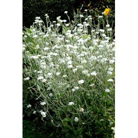 Coquelourdes Blanches, 100 Graines