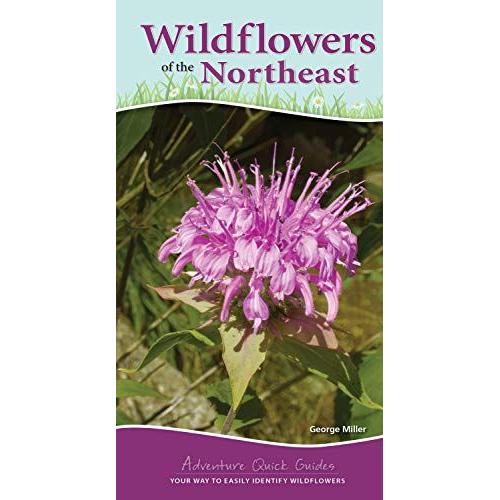 Wildflowers Of The Northeast: Your Way To Easily Identify Wildflowers