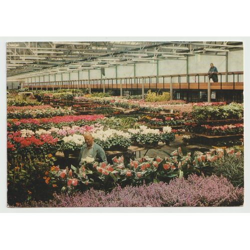 Carte Postale Centrale Aalsmeerse Veiling, Aalsmeer, Holland