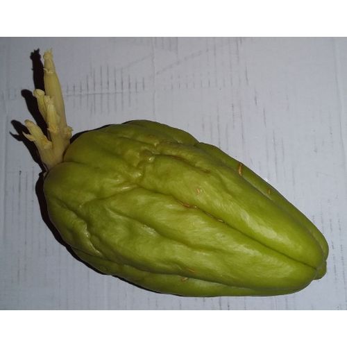 Plant De Christophine / Chouchou / Chayote / Chayotte
