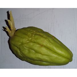 Plant De Christophine / Chouchou / Chayote / Chayotte