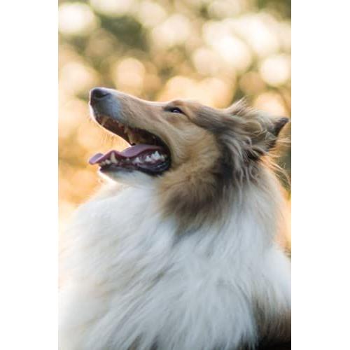 Rough Collie Notebook: Rough Collie Journal Notebook