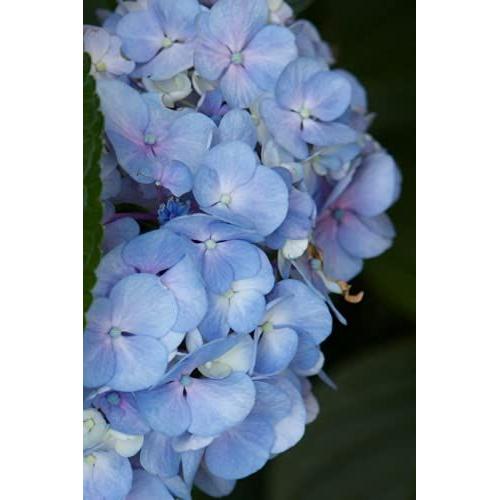 Hydrangea Journal