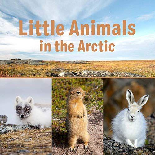 Little Animals In The Arctic