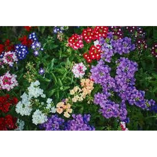 Verveine À Grandes Fleurs 30 Graines