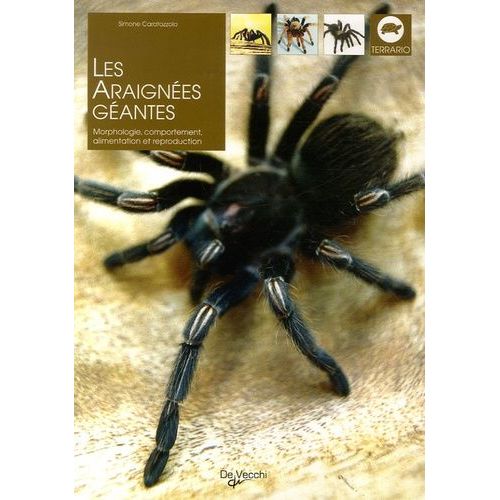 Les Araignées Géantes