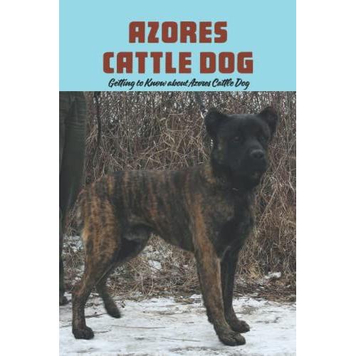 Azores Cattle Dog: Getting To Know About Azores Cattle Dog: Azores Cattle Dog Breed