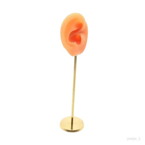 Yotijar Boucle D'oreille Présentoir Pratique Outil Décor De Bureau Écouteurs Présentoir Stable Base Ronde Vitrine Oreille Humaine Modèle Goujon Couleur De Peau Correcte