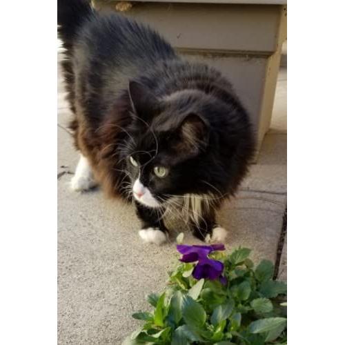 Beautiful Cat And Flowers Journal/Notebook